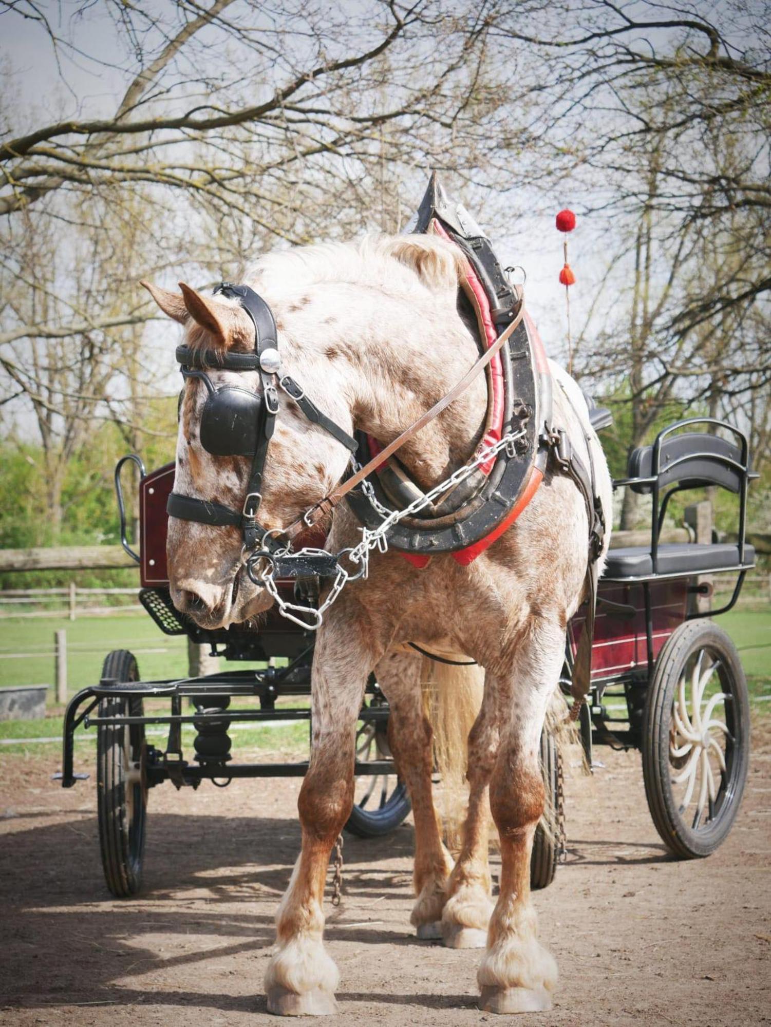 Penzion Horse Farm Lechovice Екстер'єр фото